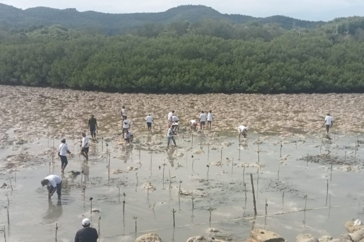 Pelindo Labuan Bajo tanam 5.000 bibit mangrove
