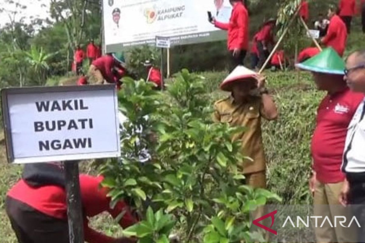 Ngawi kembangkan potensi buah alpokat jadi agrowisata