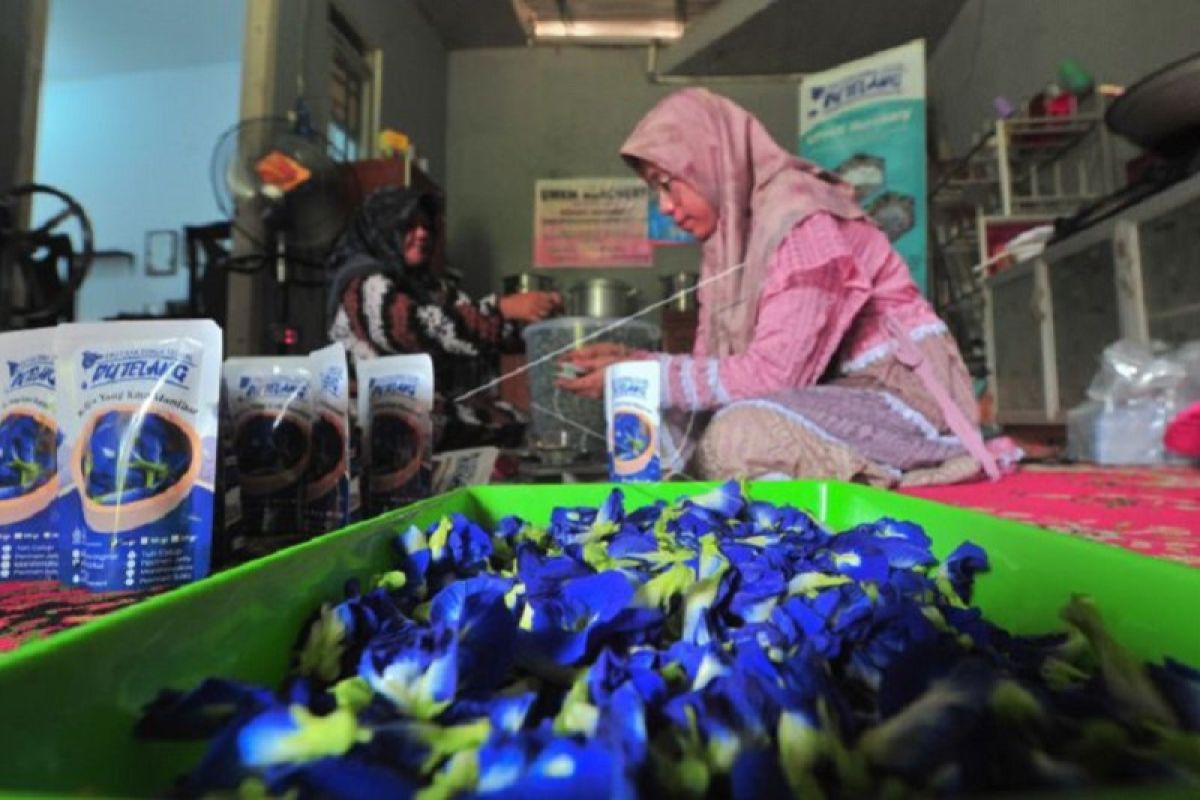 Pembuatan  teh daun telang di Jambi