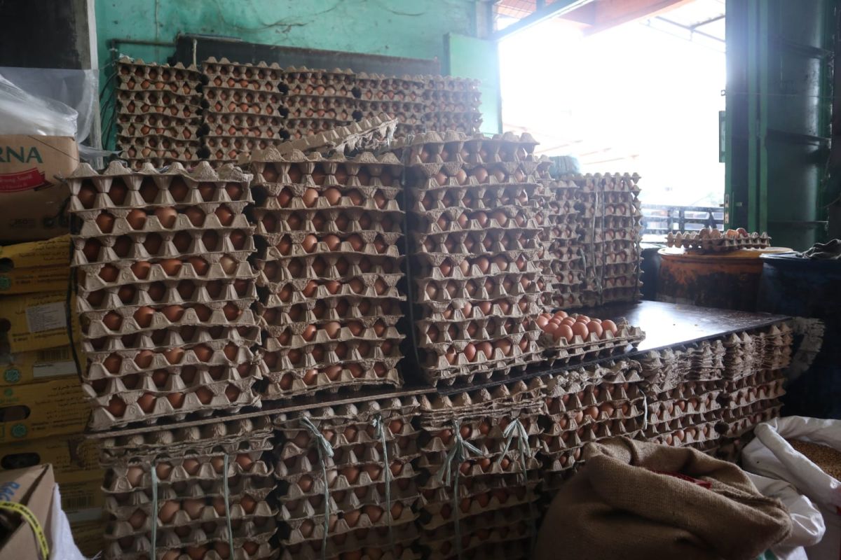 Harga telur ayam ras tembus Rp52 ribu per papan