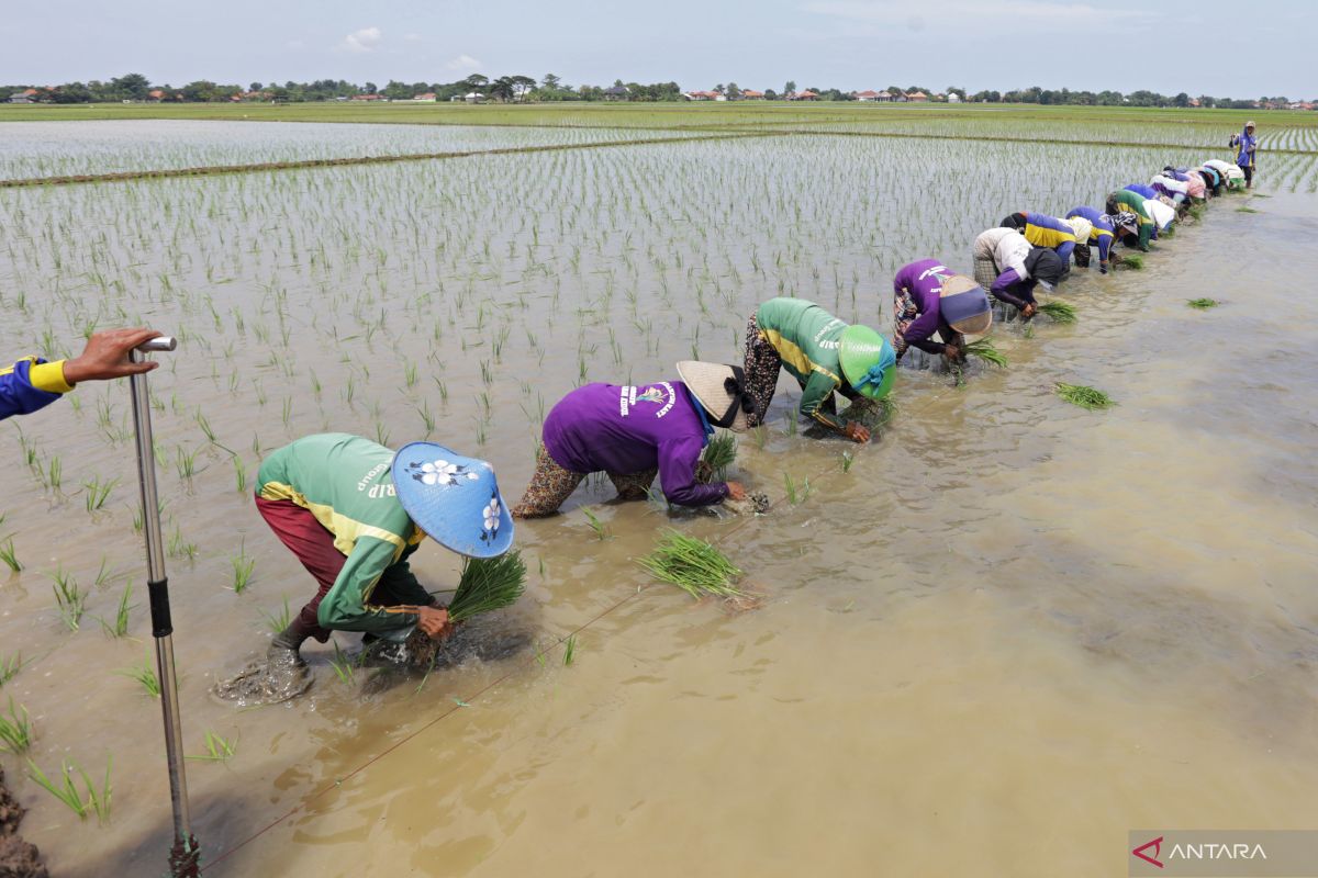 BPS sebut isu pertanian nasional mulai teknologi hingga petani gurem