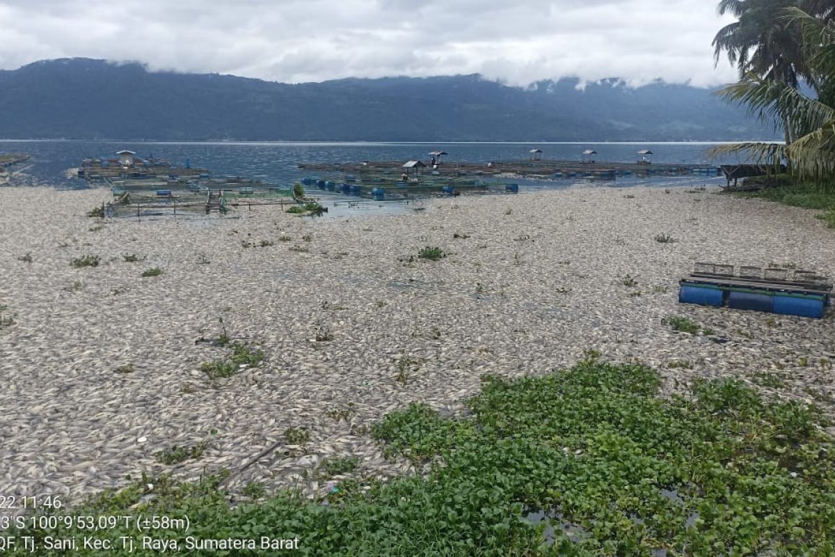 Kerugian petani KJA di Danau Maninjau Rp14,80 miliar selama 2022