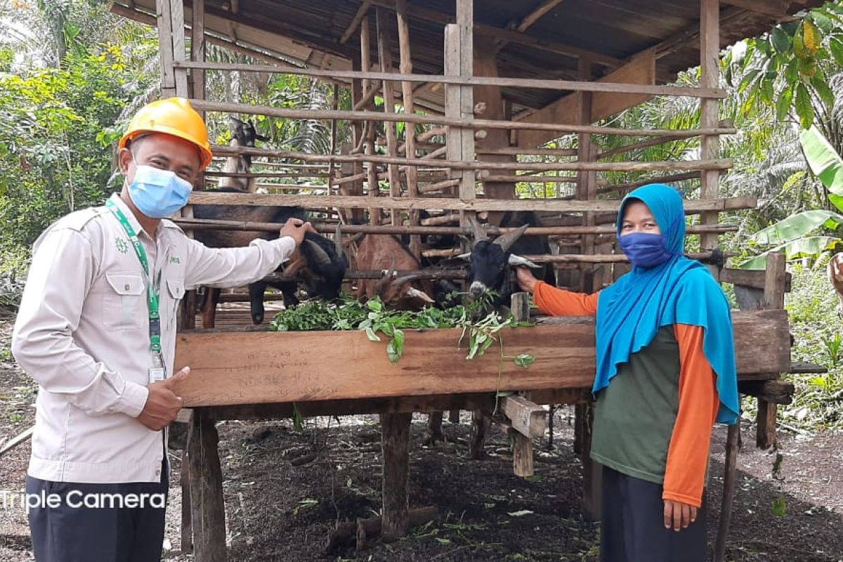 Mendorong kemandirian warga Lubuk Gaung Dumai dengan kambing bantuan