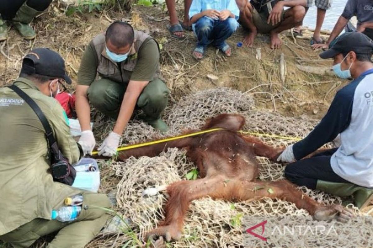 BKSDA evakuasi dua orang utan dari permukiman