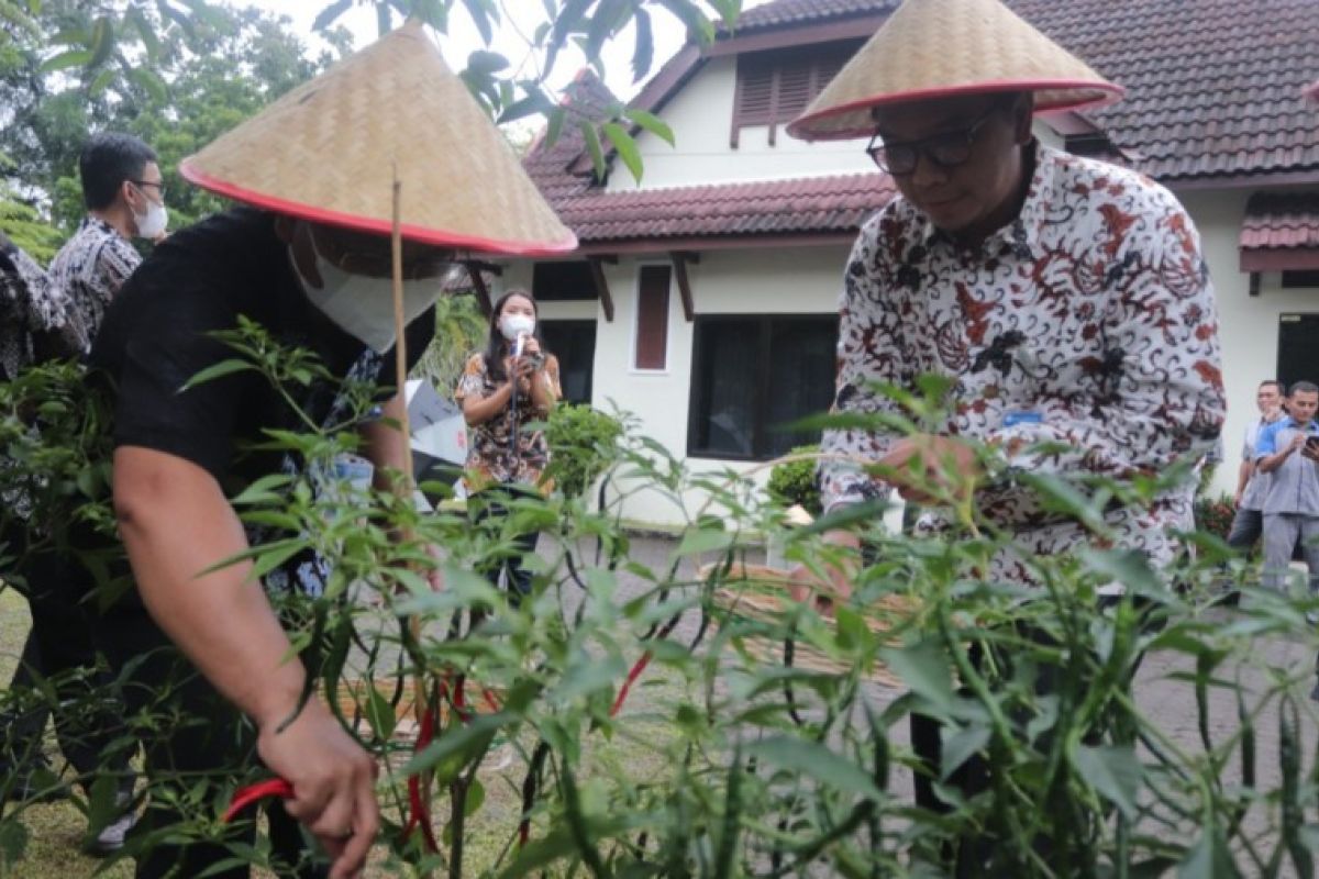 Kepala BI Sibolga panen cabai, ucapkan apresiasi kepada pegawai