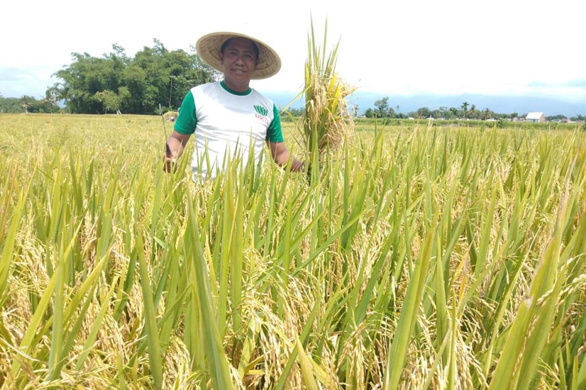 Khawatir harga gabah anjlok, Asosiasi Pangan Jatim minta pemerintah evaluasi kebijakan impor beras