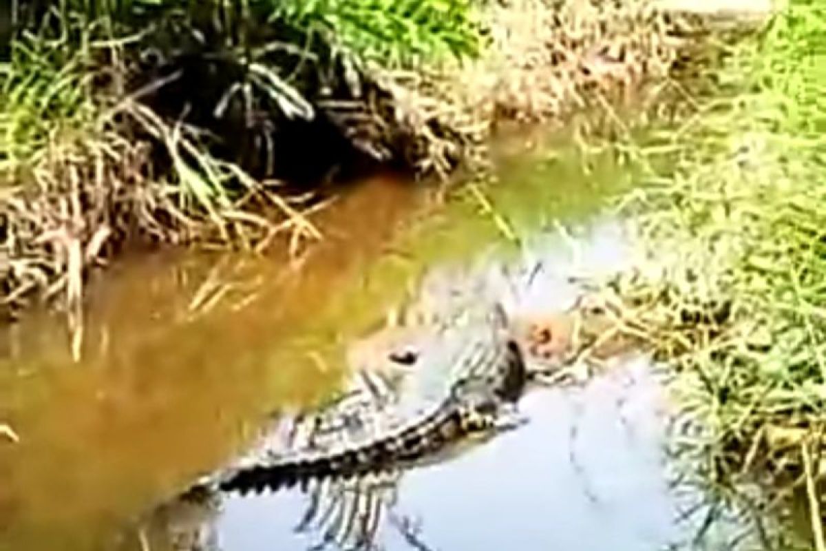 Buaya muncul di perumahan warga Riau