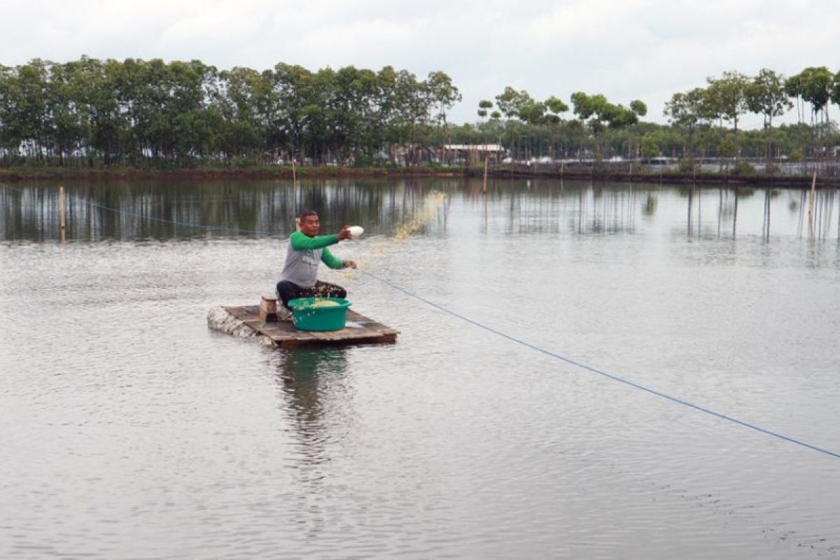 Bambang Susanto sukses budidayakan ikan bandeng berkat EM4