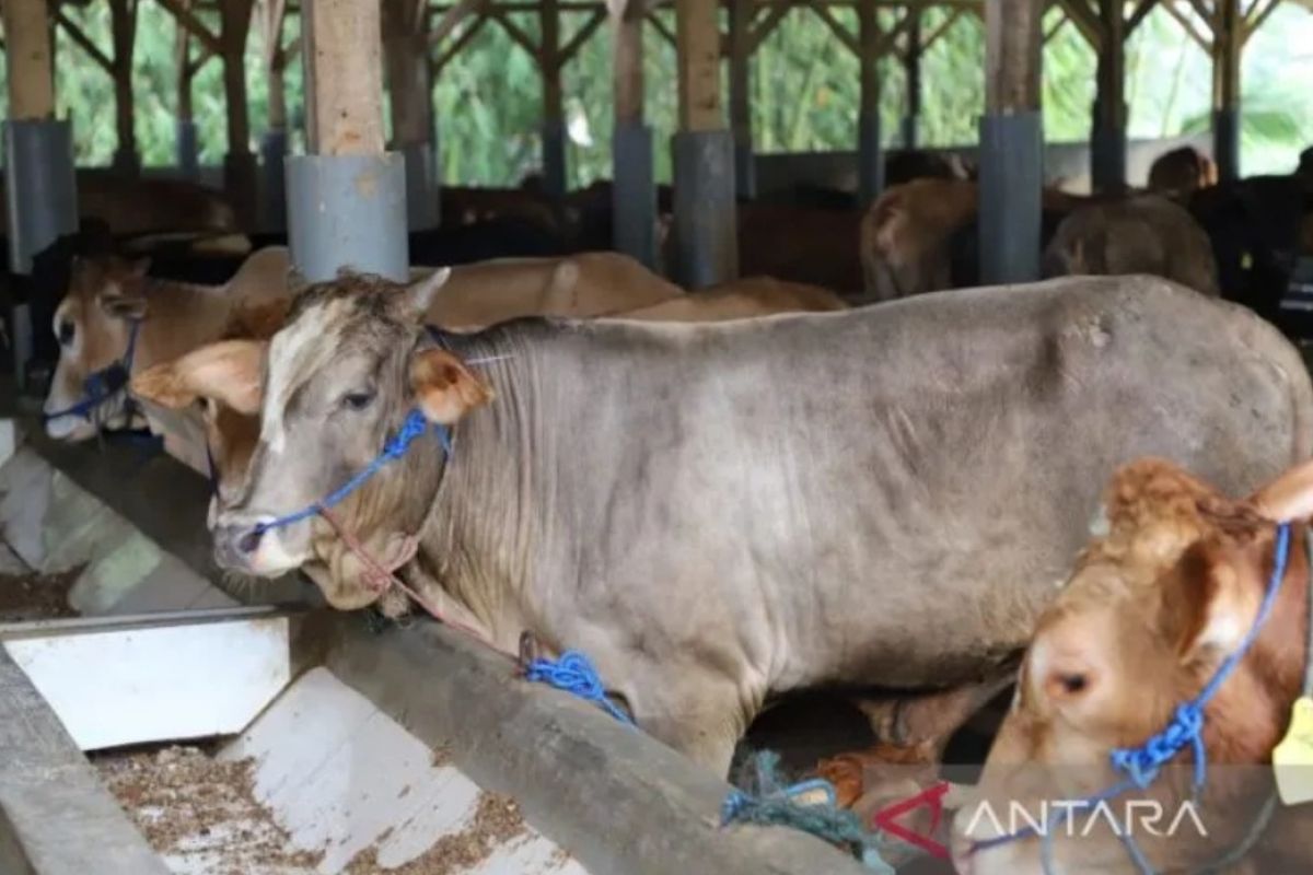 W Java takes inventory of livestock affected by Cianjur quake