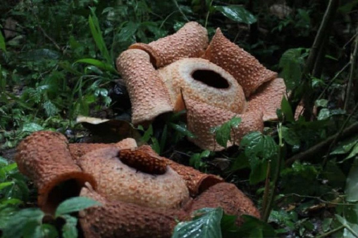 Dua bunga Rafflesia arnoldi telah mekar sempurna di Bengkulu Selatan