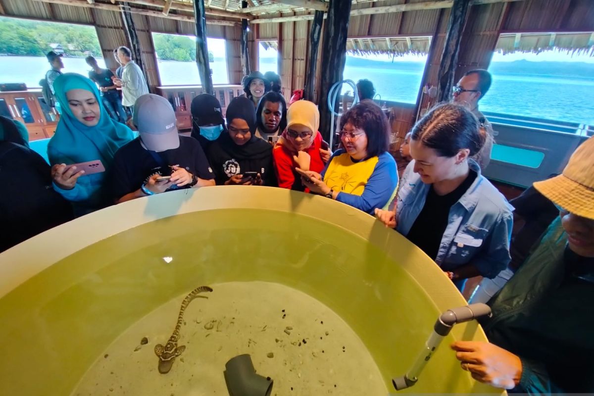 Hiu belimbing ditangkarkan di Raja Ampat berkembang baik