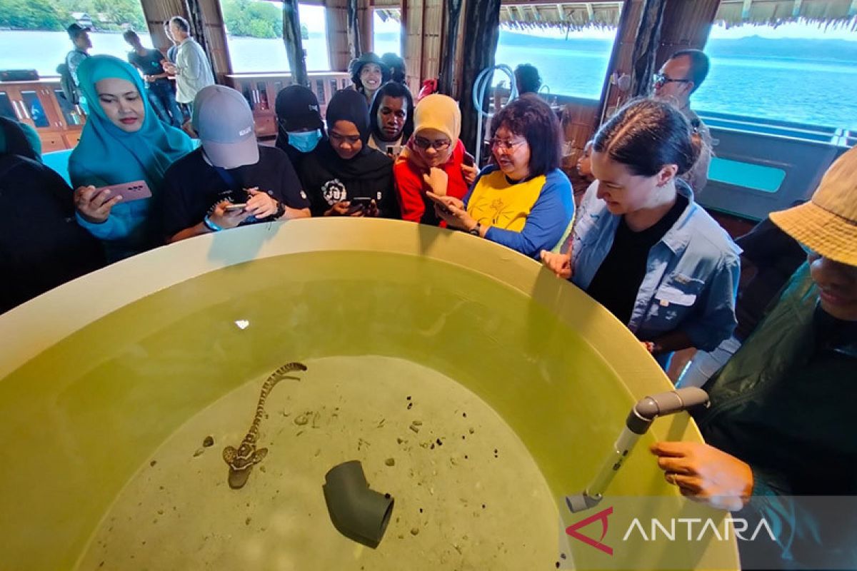 Hiu belimbing yang ditangkarkan di Raja Ampat berkembang baik