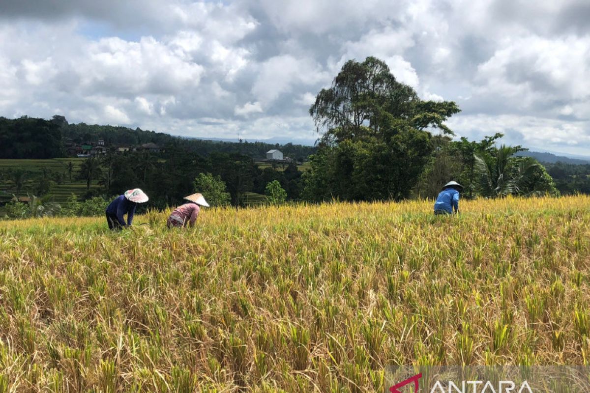 Gubernur Koster targetkan pertanian organik di seluruh Bali