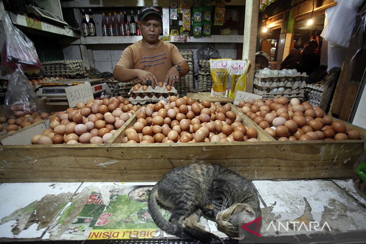 BPS: Inflasi November capai 0,09 persen disumbang harga telur ayam ras
