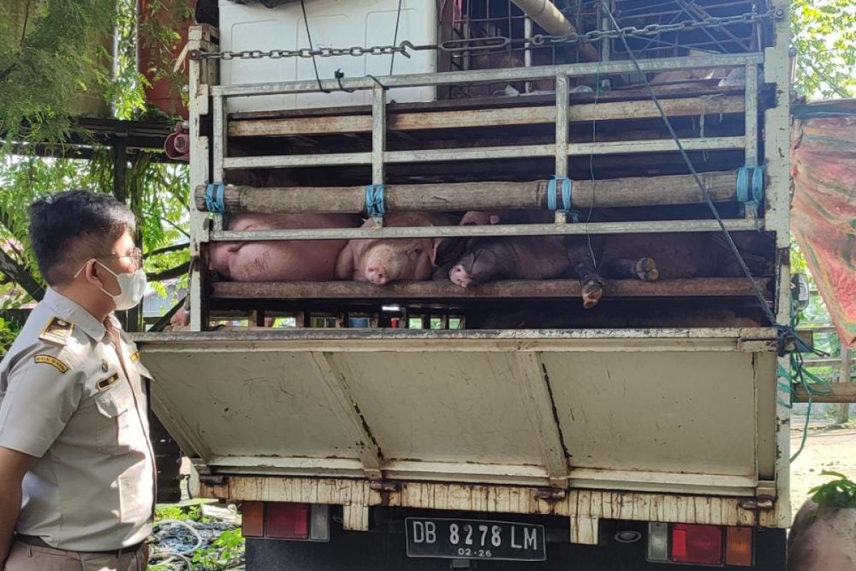 Karantina Balipapan cegah masuk 26 hewan ternak babi tanpa sertifikat