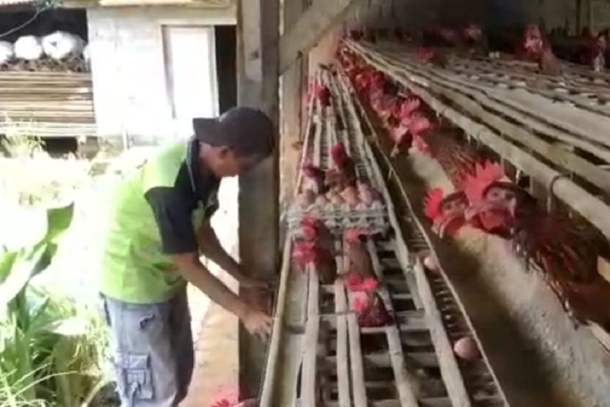 Harga telur ayam di Kabupaten Blitar naik capai Rp26.500 ribu per kilogram