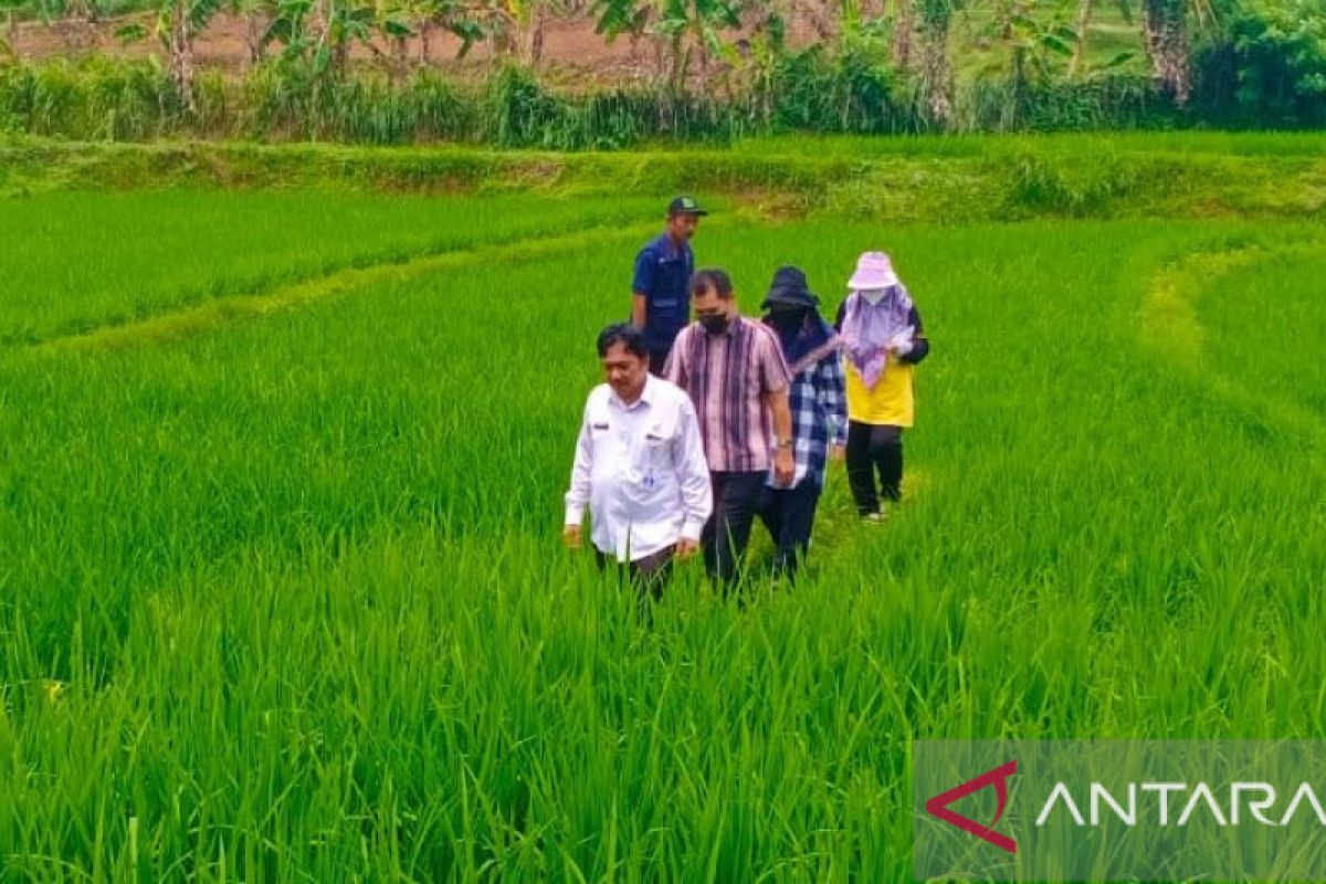 Balitbangda Bekasi gandeng BRIN observasi padi merah unggulan