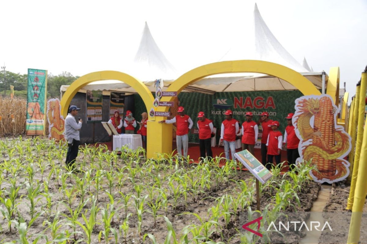 Syngenta luncurkan fasilitas benih jagung dan toko daring resmi