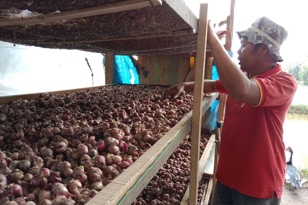 Harga bawang merah turun, petani di Agam simpan hasil panen