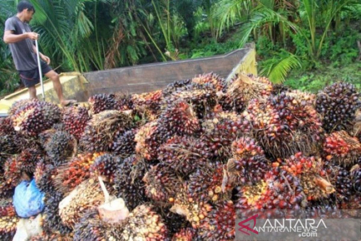 Harga CPO Jambi 2-8 Desember naik Rp467 per kilogram jadi Rp12.171