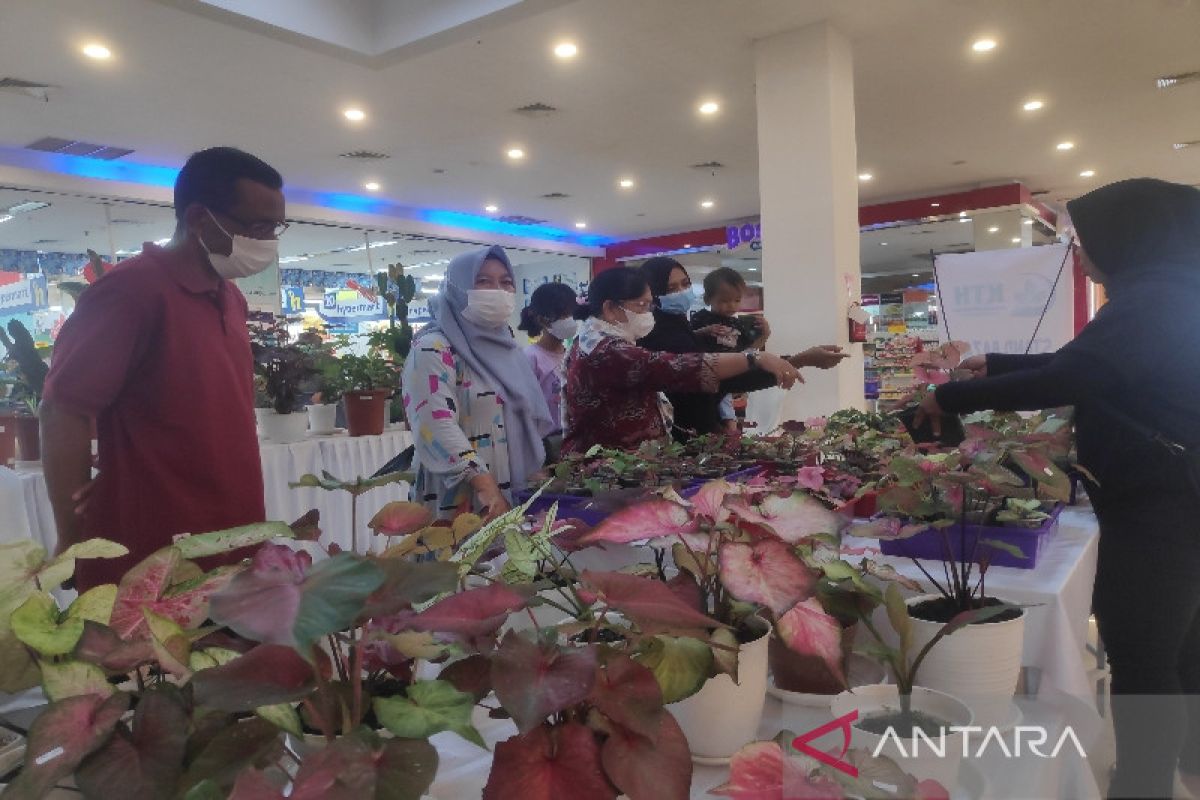 Pameran di Kobar tampilkan tanaman hias berharga puluhan juta