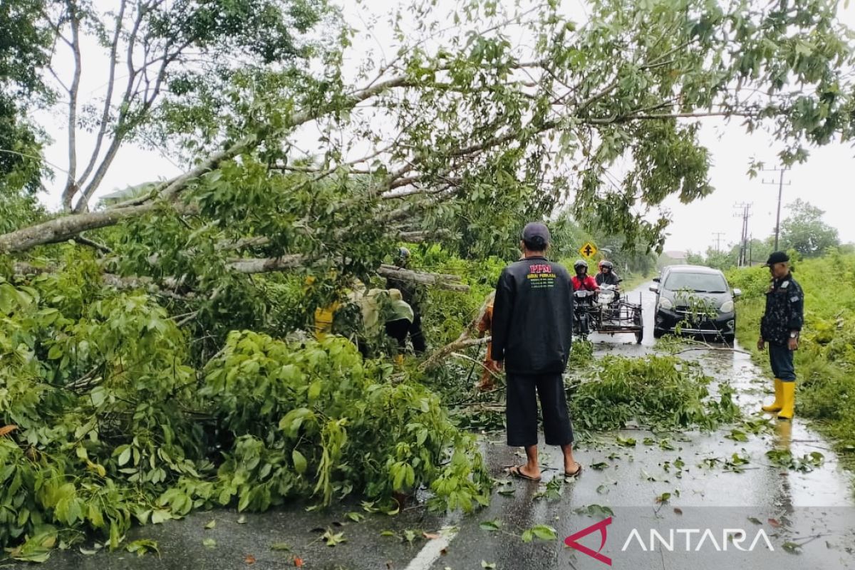Pohon tumbang ganggu arus lalu-lintas warga di Meulaboh