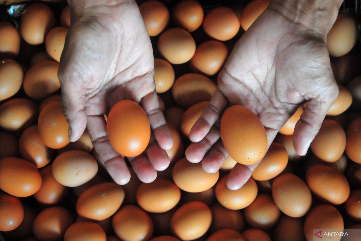 Kepala BKKBN menganjurkan konsumsi telur untuk cegah stunting pada anak