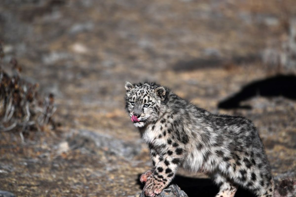 Anak macan tutul salju dilepasliarkan di Tibet, China