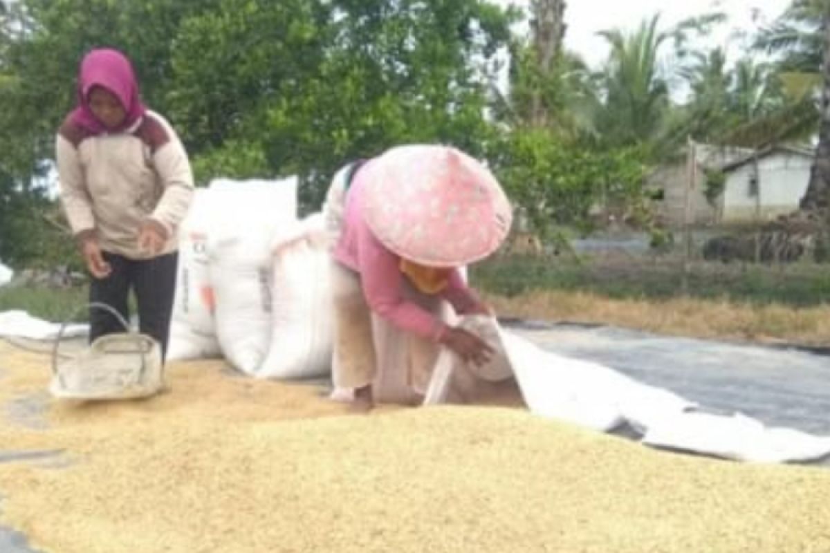 Harga gabah di tingkat petani Lampung naik 5,04 persen