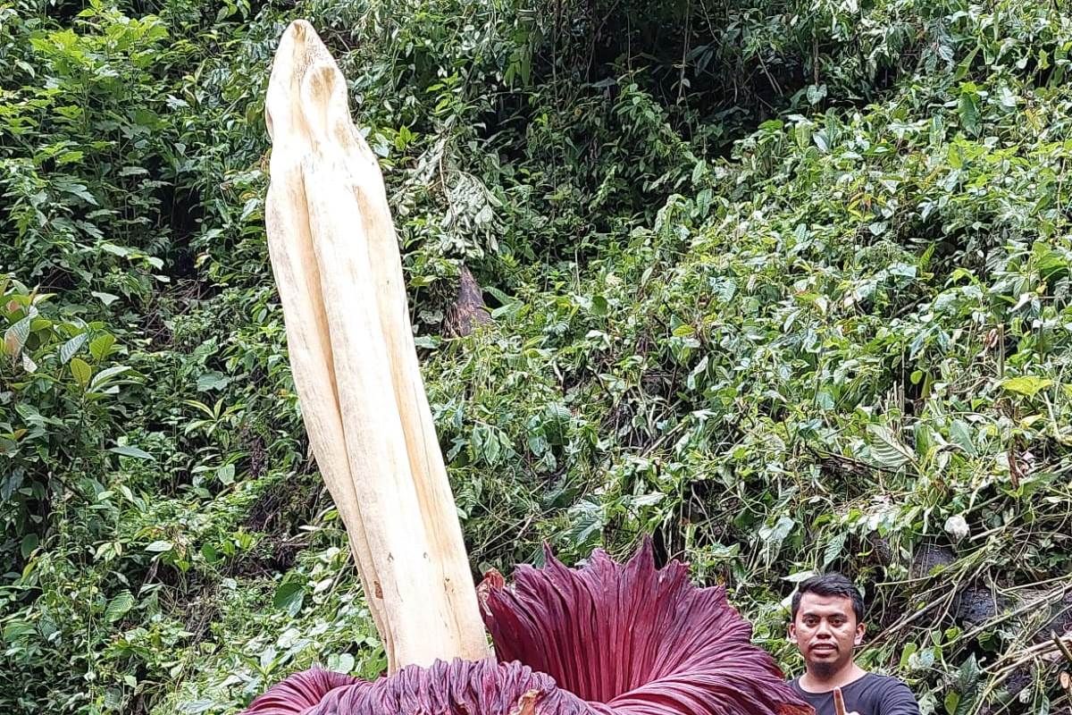 Bunga bangkai raksasa setinggi 4,35 meter mekar di Sitingkai Agam