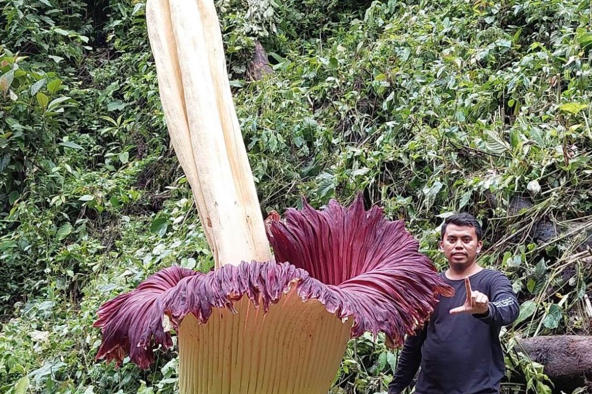 Bunga bangkai raksasa setinggi 4,35 meter mekar