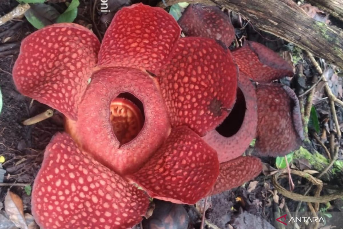 Dua individu bunga Rafflesia mekar bersamaan di halaman warga Agam