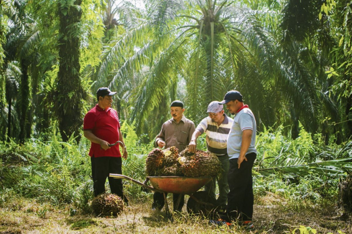 Peremajaan sawit rakyat di Kampar tingkatkan produktivitas koperasi mitra Sinar Mas Agribusiness and Food