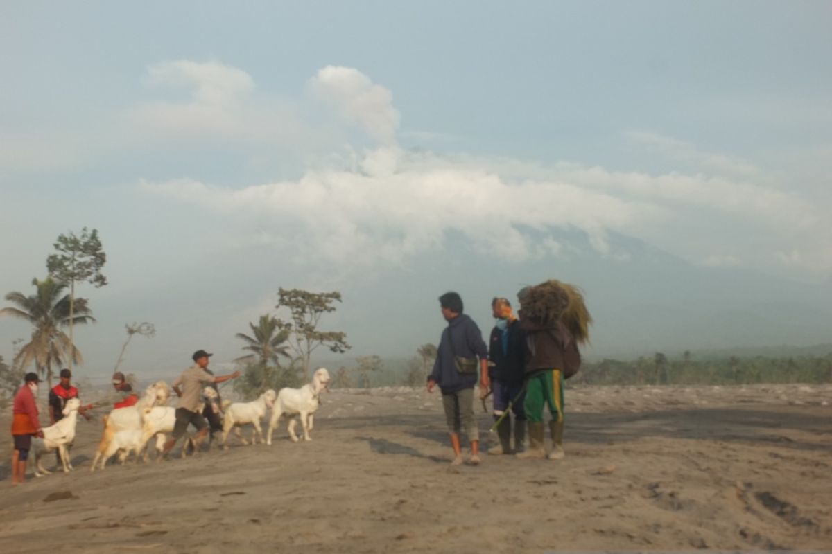 Hewan ternak di kawasan zona merah bencana APG Semeru dievakuasi