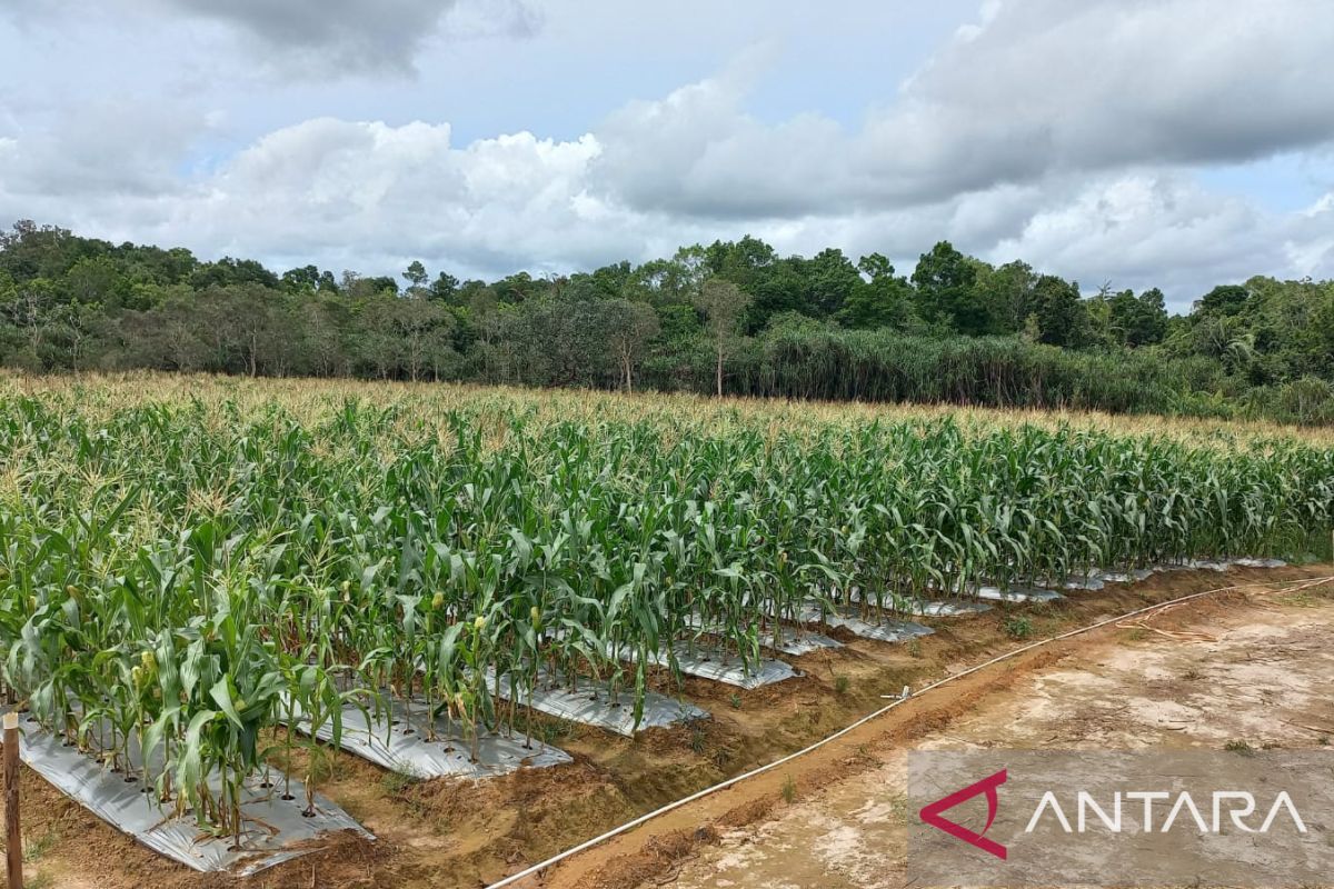 Petani di Belitung tanam 24,6 hektare jagung sambut malam pergantian tahun