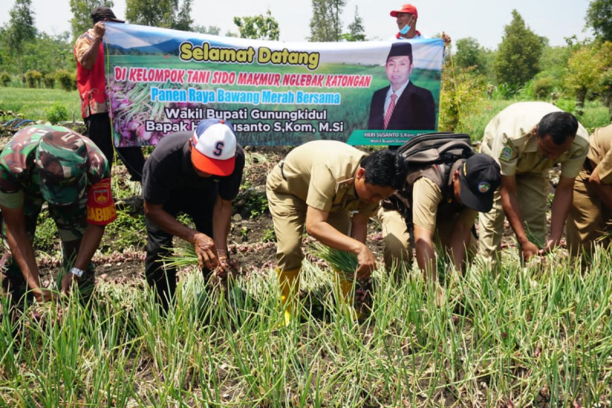 Petani Gunungkidul panen raya bawang merah di lahan tegakan kayu putih