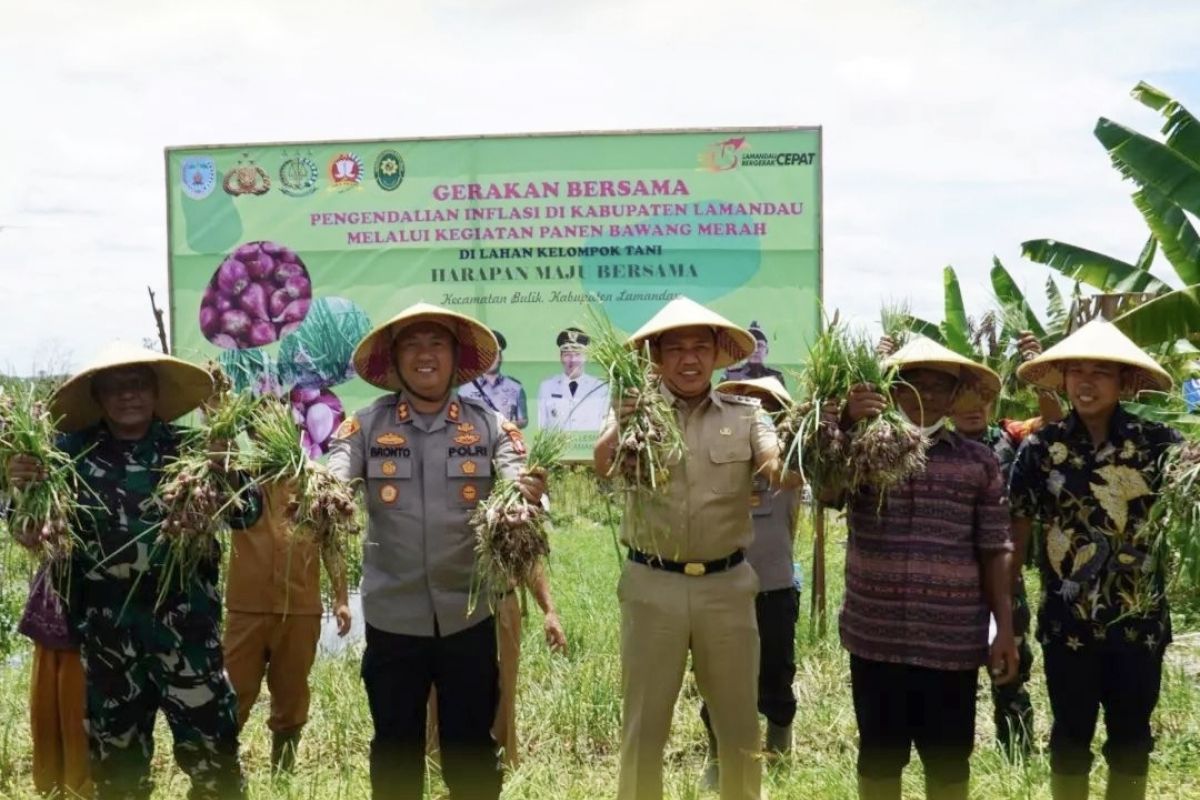 Bupati ikuti panen bawang merah di Desa Kujan