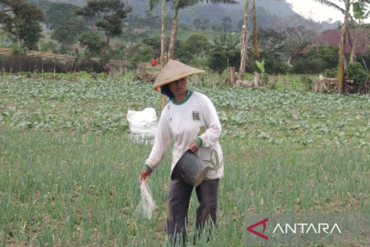 Alokasi pupuk bersubsidi Rejang Lebong 2023 sebanyak 5.000 ton