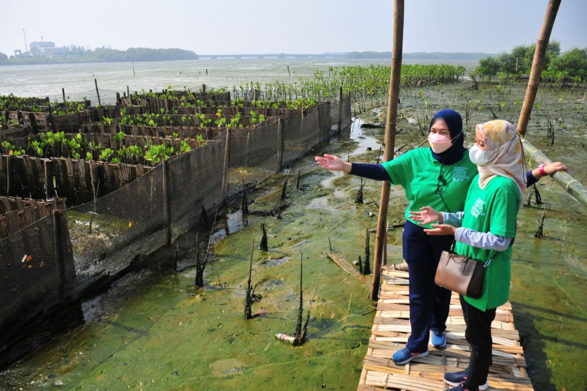 Sebanyak 6.000 mangrove ditanam di Romokalisari Surabaya