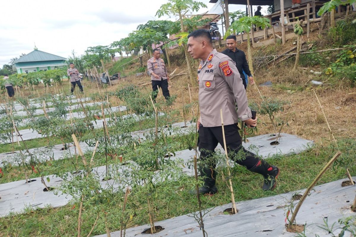 Kapolres Aceh Tamiang tinjau lahan pertanian kerjasama kelompok tani dan Bhabinkamtibmas