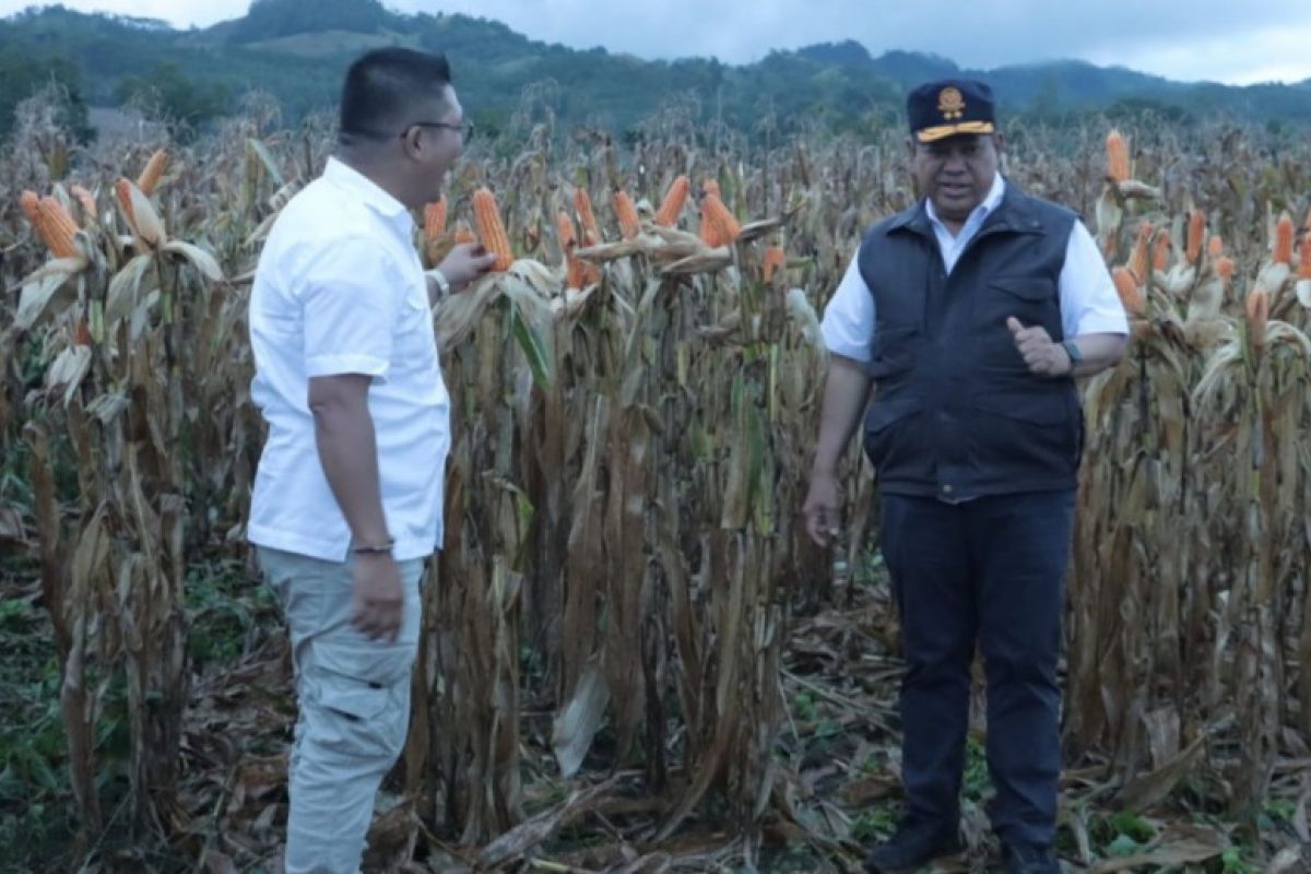 Pemkab Dairi matangkan persiapan penanaman di kawasan pertanian terpadu