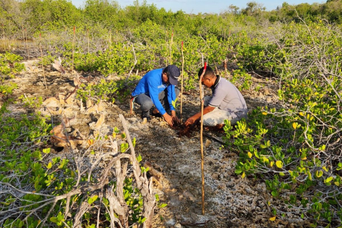 Nagekeo perkuat ekowisata daerah lewat pelestarian mangrove