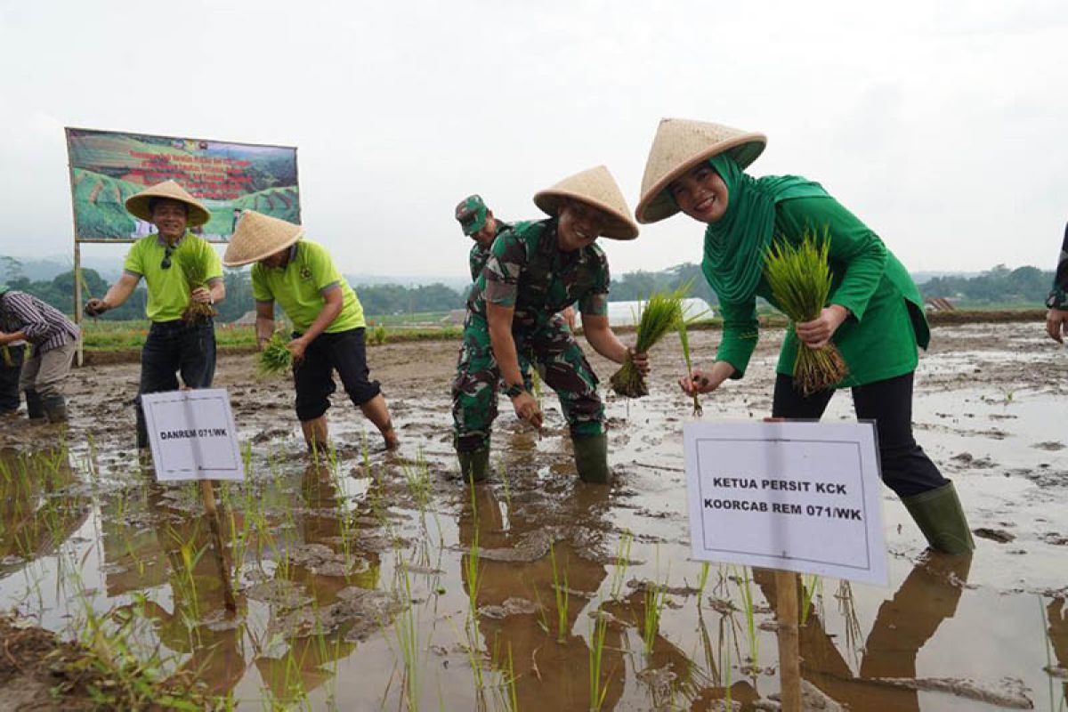 Korem 071/Wijayakusuma-Unsoed Purwokerto menanam padi berprotein tinggi