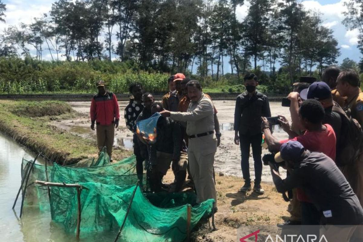 Pemkab Jayawijaya latih masyarakat produksi ikan asin