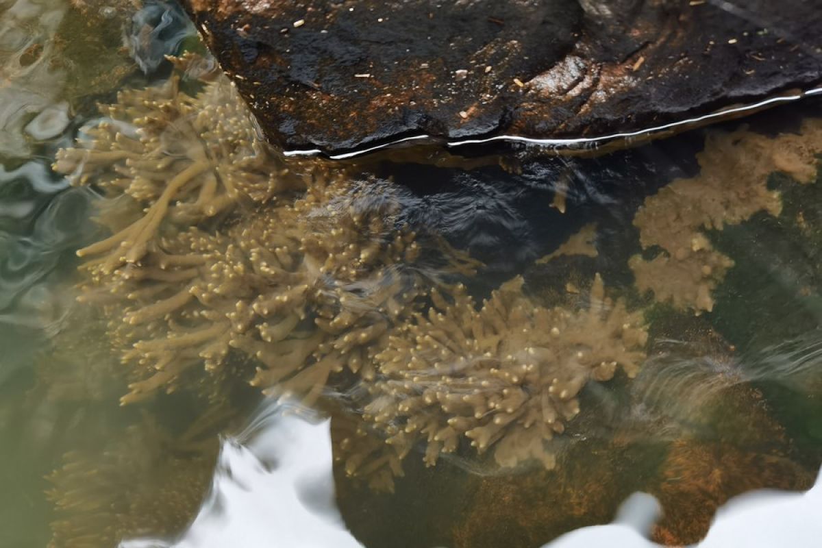 Spesies spons air tawar purba ditemukan di cagar alam di China