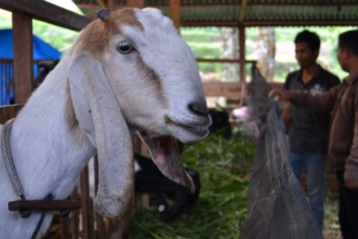 Bantul perkuat peternakan kambing penuhi kebutuhan pasar