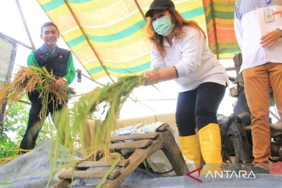 Petani binaan Sudin KPKP Jakbar panen 23,1 ton gabah di Kalideres