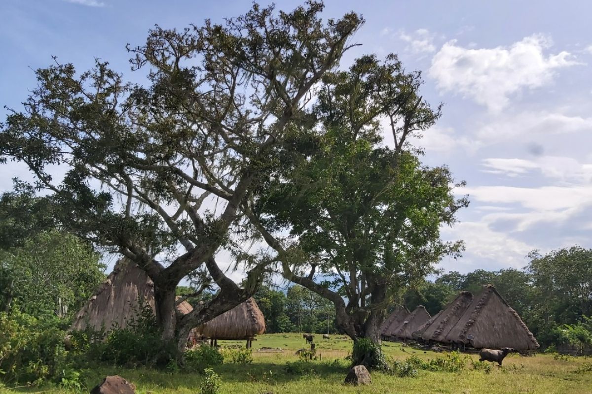 Pemkab Nagekeo - BPOLBF bersinergi kembangkan Kampung Adat Kawa