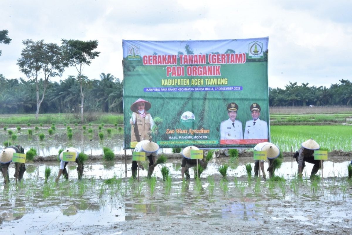 Aceh Tamiang penghasil padi organik untuk kebutuhan nasional