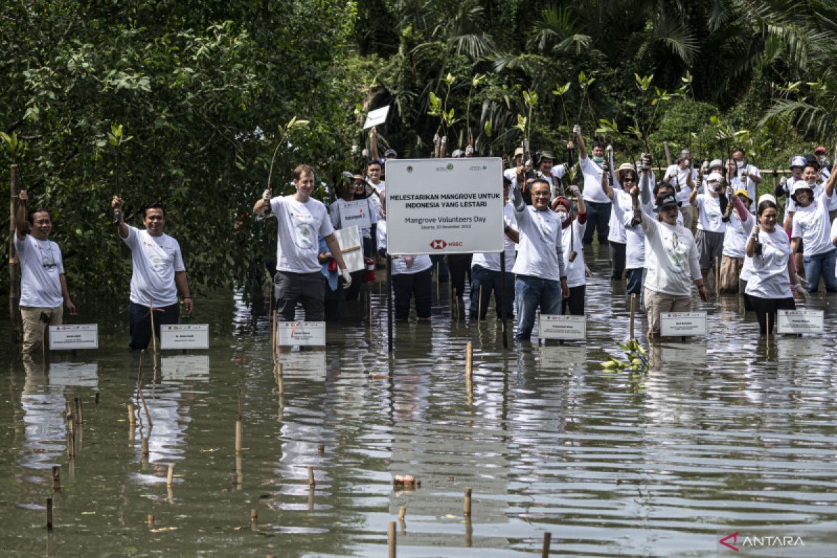 Kemarin, ekosistem mangrove pantura hingga capaian vaksinasi